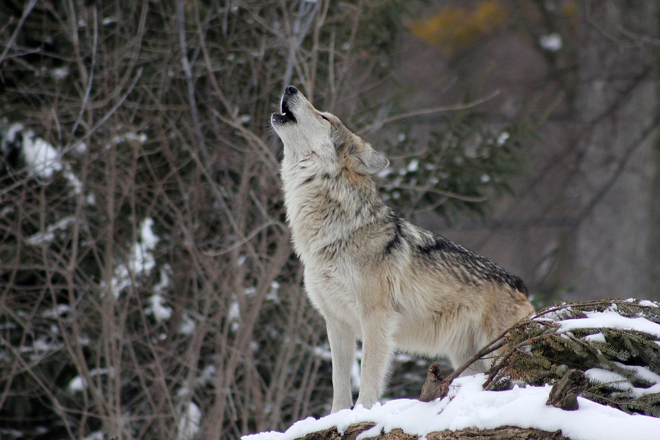 Sanski lovci hrane vukove da ne silaze u podgrmečka sela