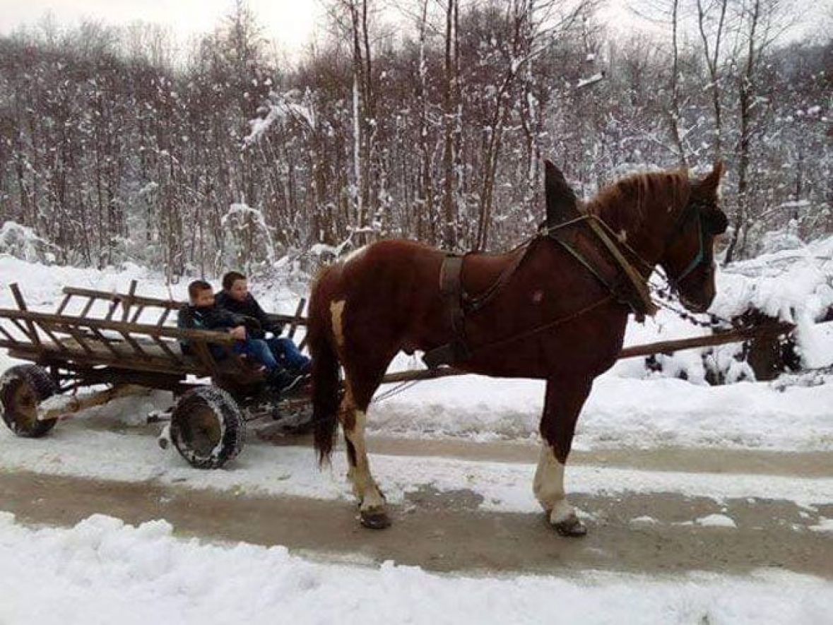 Dječaci iz Prijedora u školu žele samo s konjskom zapregom: Volimo svog druga!