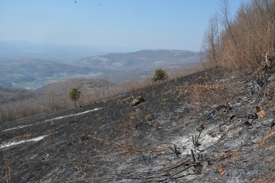 STRAŠNO Požari uništili preko 100 hektara plemenite šume