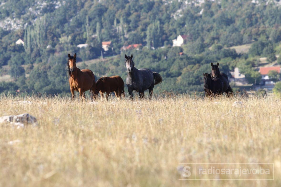 Pokušava se spasiti divlji konj iz Livna: ‘Ovo je uradio nečovjek, jedini prirodni neprijatelj…’