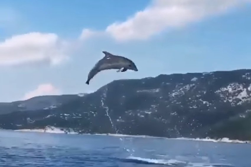 Fascinantni prizori s Korčule: Delfini priredili pravi spektakl za oči