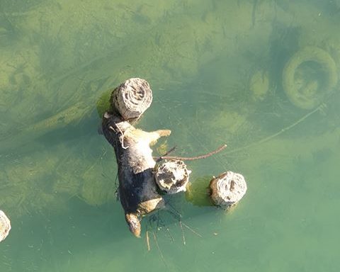 Uznemirujuća fotografija: Mrtav pas u rijeci Sani