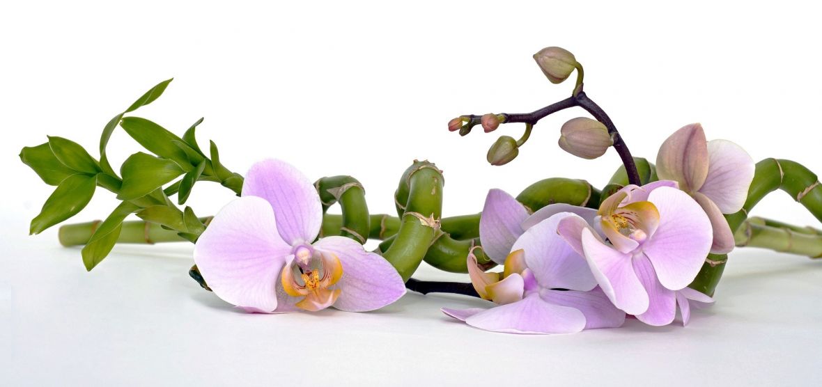 Kako spasiti orhideje: Ovo su najčešće greške koje pravimo