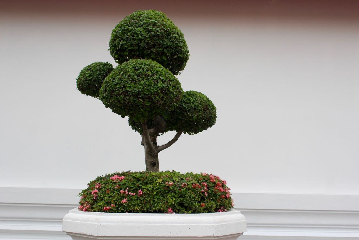 Veličanstveno drvo: Kako uspješno uzgojiti bonsai