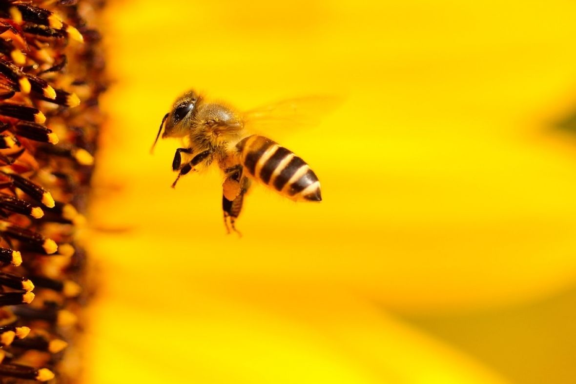 Ovo je 20 neobičnih činjenica koje niste znali o pčelama: “Pčelinji ples” je tačniji od Google mapsa