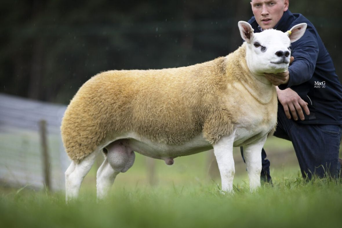 Najskuplja ovca na svijetu: Prodata za skoro pola miliona dolara