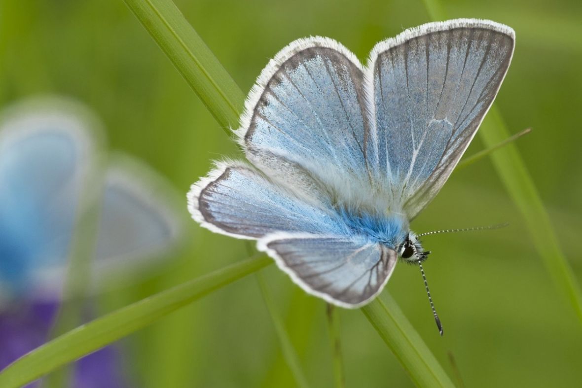 Ključ preživljavanja leptira mogla bi biti njihova boja
