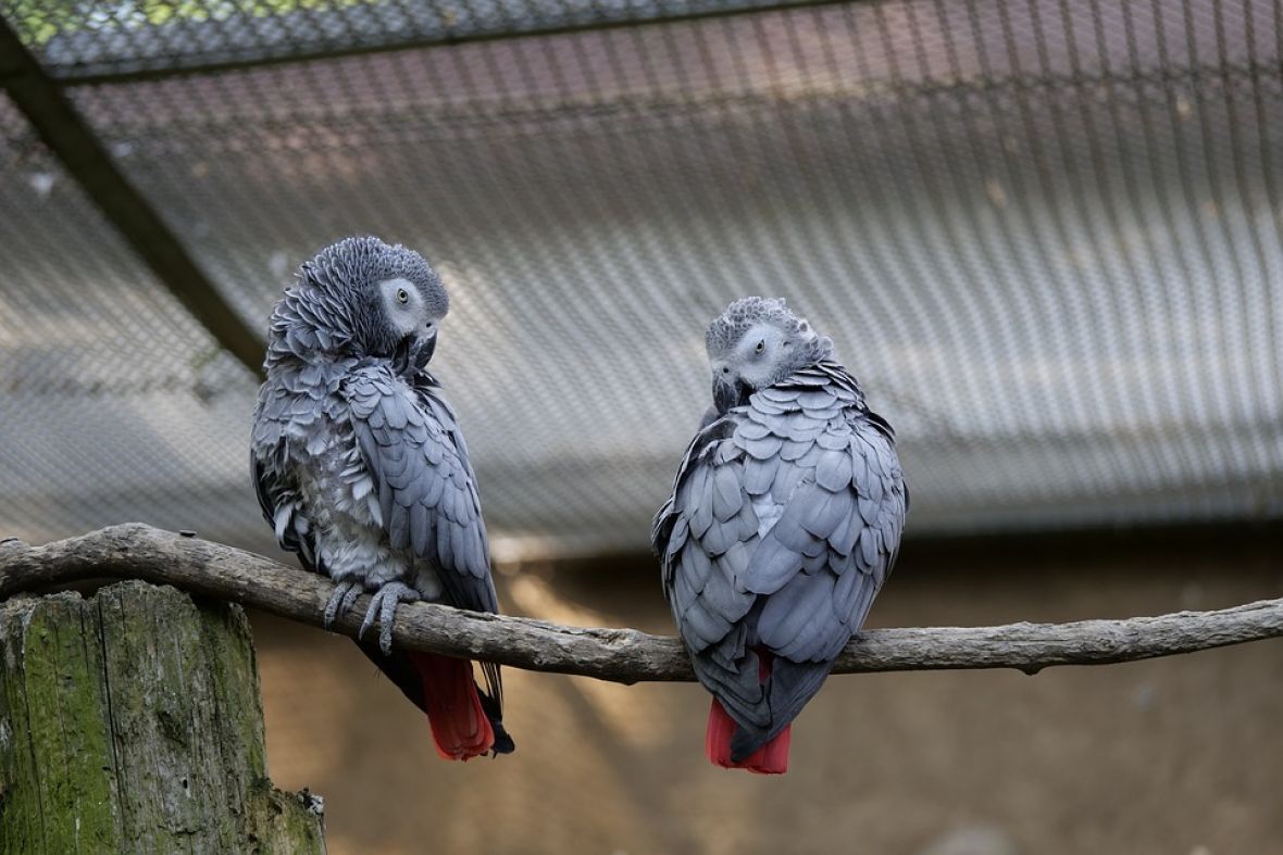 Izolacija im nije godila: Papagaji uklonjeni iz parka nakon psovki posjetiocima