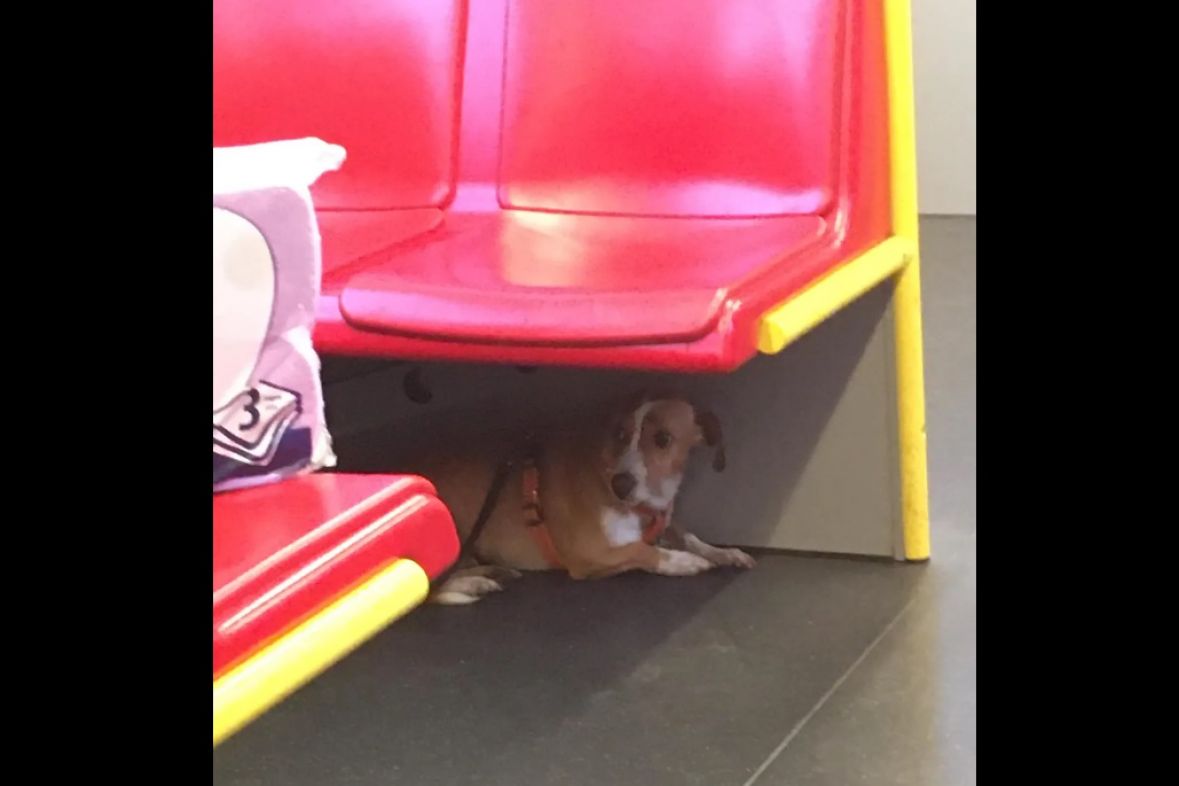 Tuga u podzemnoj željeznici: Slika zlostavljanog psića slomila je srca Austrijanaca