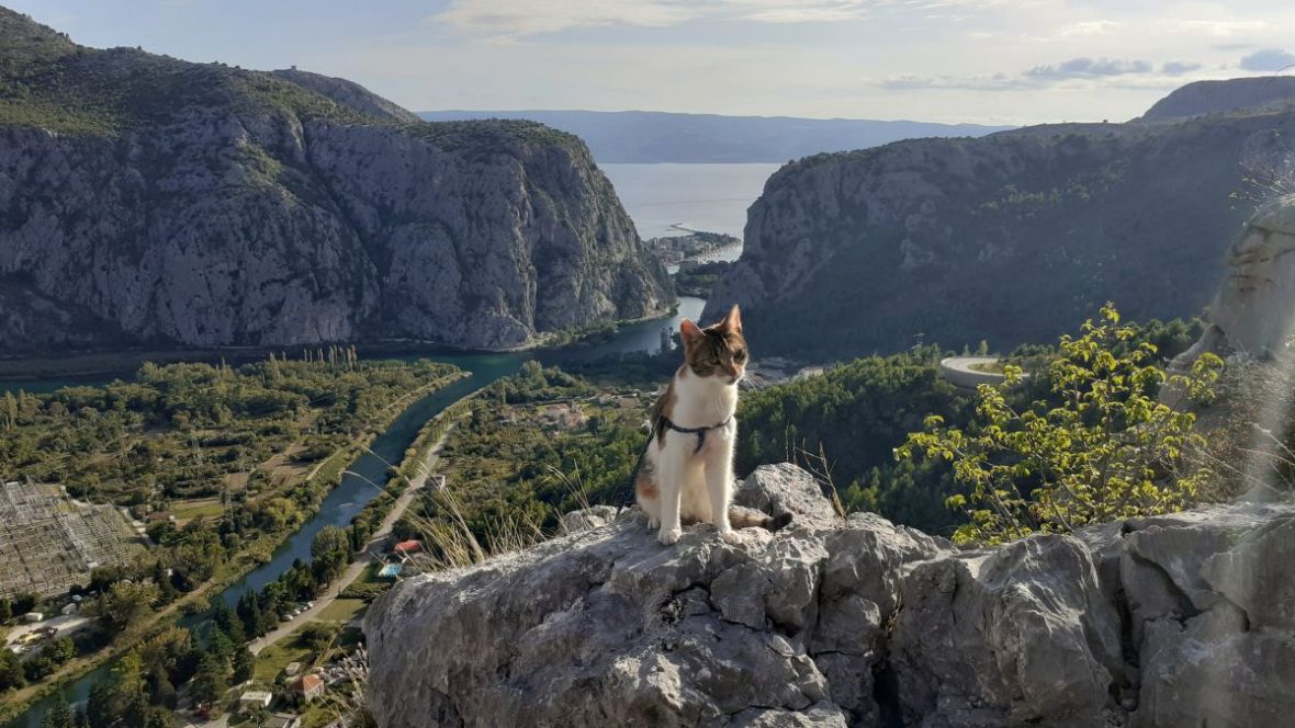 Macika, jedina mačka planinarka iz BiH: Osvaja planine i naša srca