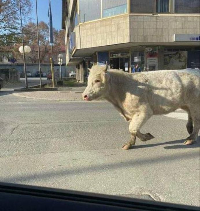 Neobična scena: Bik divlja po ulicama, lovi ga policija