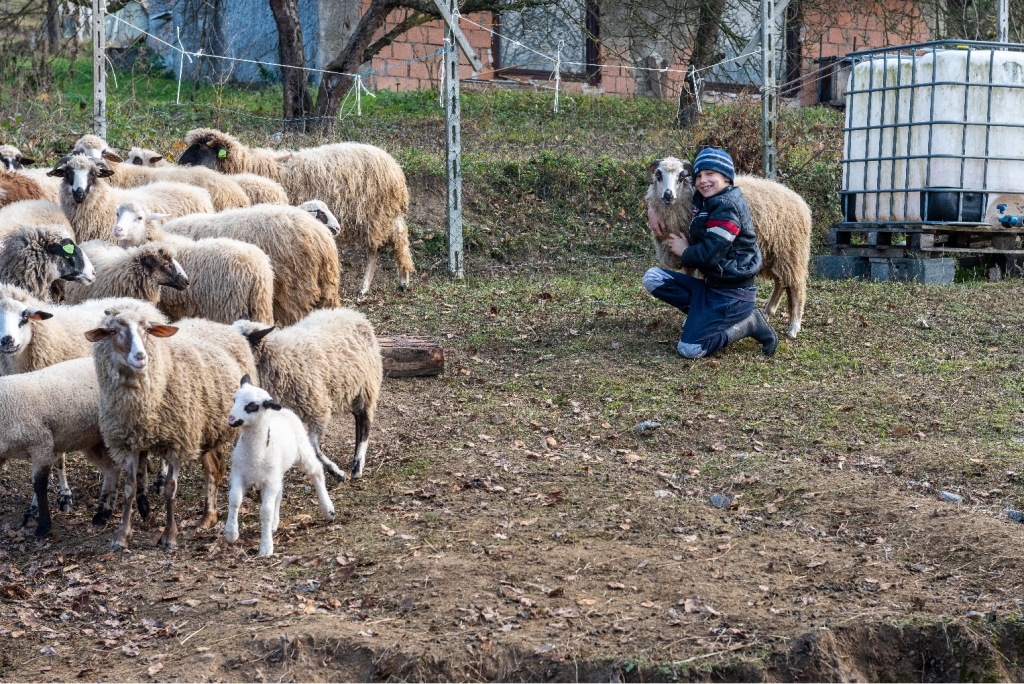 Mali farmer iz Pobuđa uskoro će imati više od stotinu ovaca