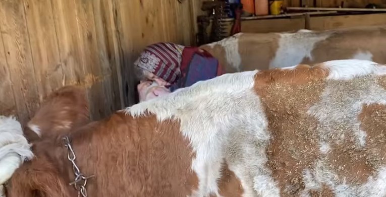 Snimak bake iz Banije s njenim kravama rasplakao ljude