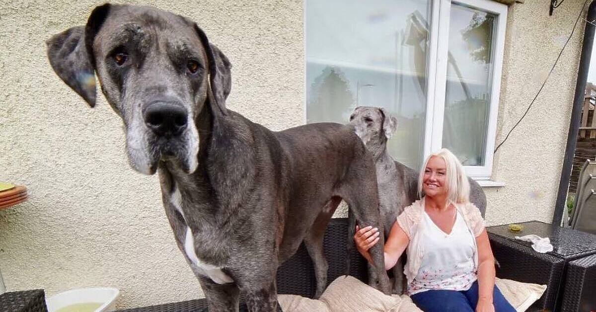 Uginuo Freddy, najviši pas na svijetu