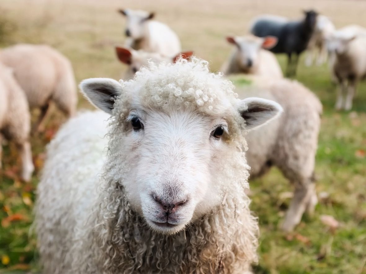 Da li ste ikada čuli za Cyber pastire: Mile je u Austriji, a ovce prati u Srbiji