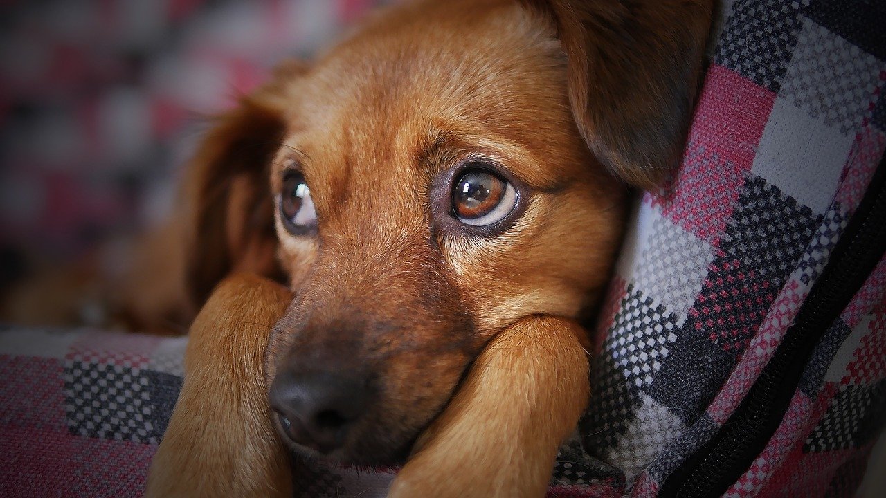 Deset razloga zašto trebate udomiti psa, a ne kupovati ga