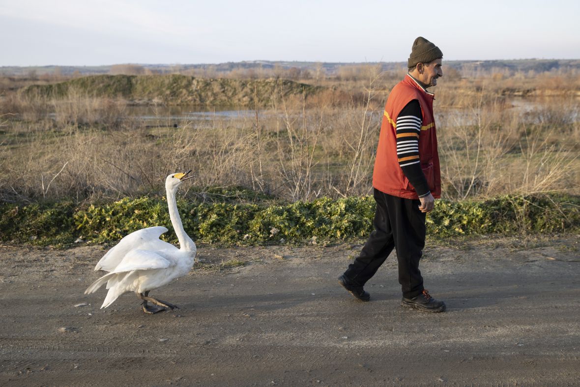 Neobično prijateljstvo poštara i labuda: Druže se 37 godina, zajedno idu u šetnju
