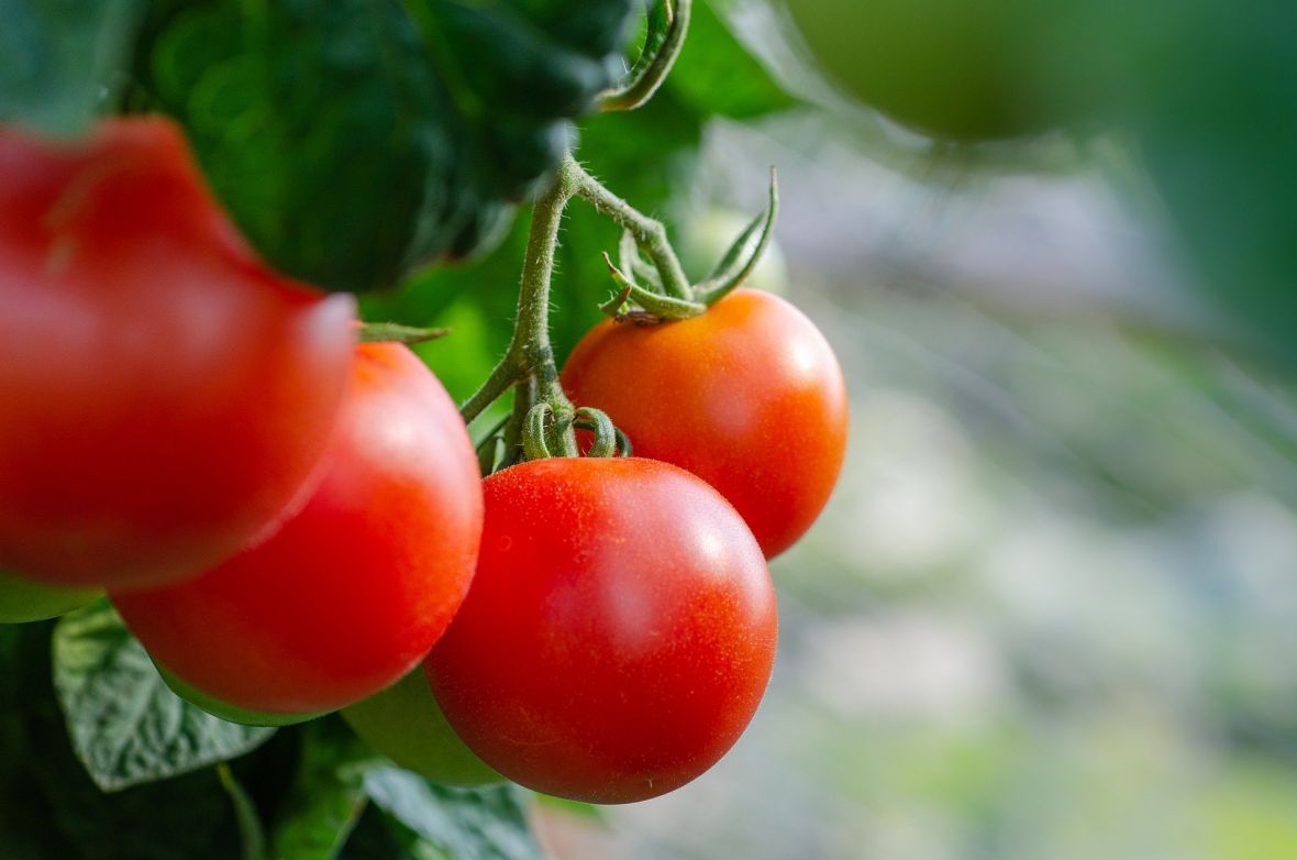 “Kao da žvačeš papir”: Zašto paradajz više nema onaj stari ukus?