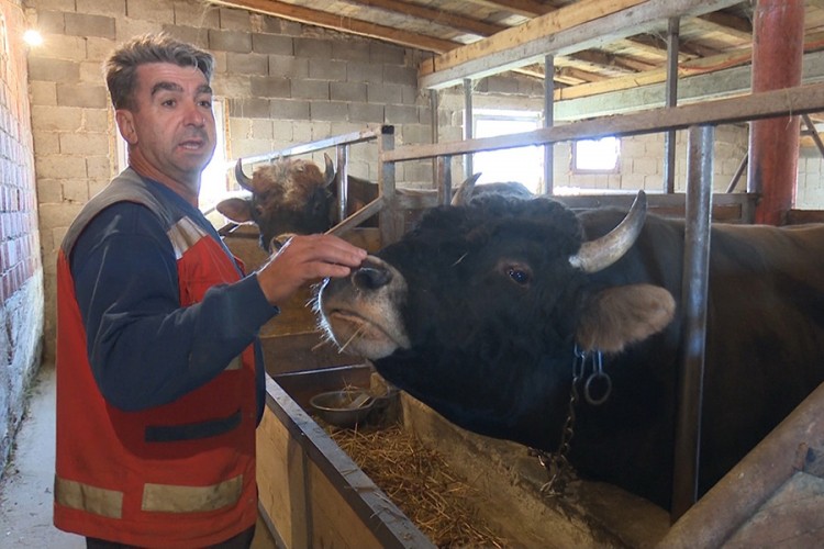 Sead Seferović bavi se uzgojem bikova: Korida miri i spaja narode