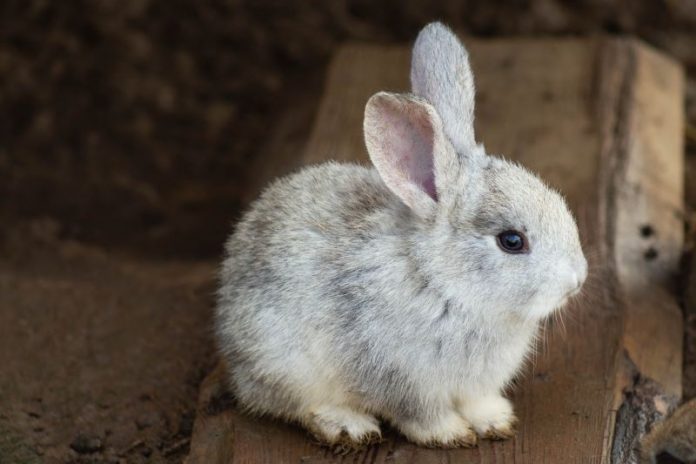 Mali zec spašen nakon što je proputovao 320 kilometara sakriven u sijenu
