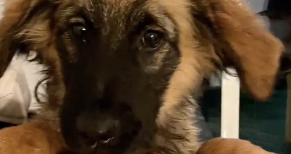 PREDIVAN VIDEO Kako je spašen jedan pas iz Sanskog Mosta