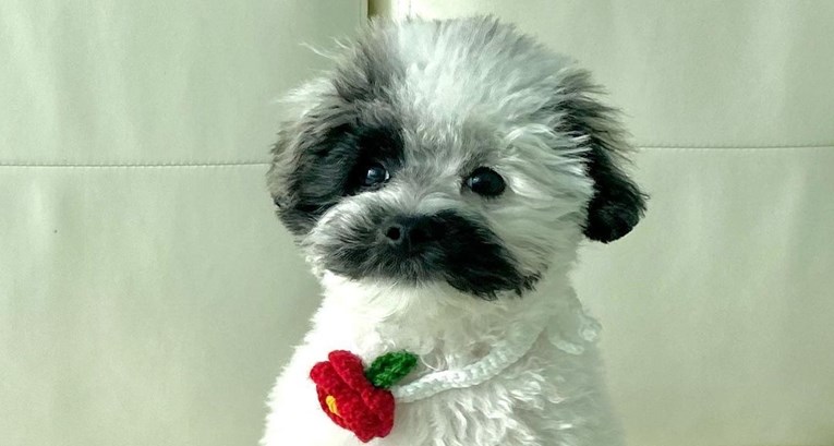 Psić zbog svojih simpatičnih brkova postao zvijezda na Instagramu