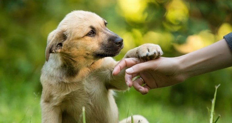 10 najčešćih razloga zbog kojih pas polaže šapu na vlasnika