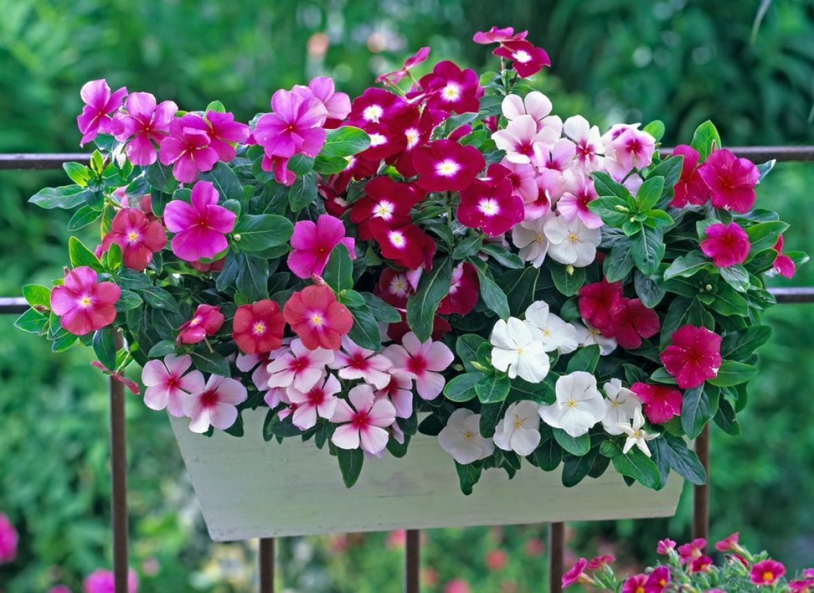 Cvijeće koje uspijeva: Sedam ljepotica za balkone na sunčanoj strani