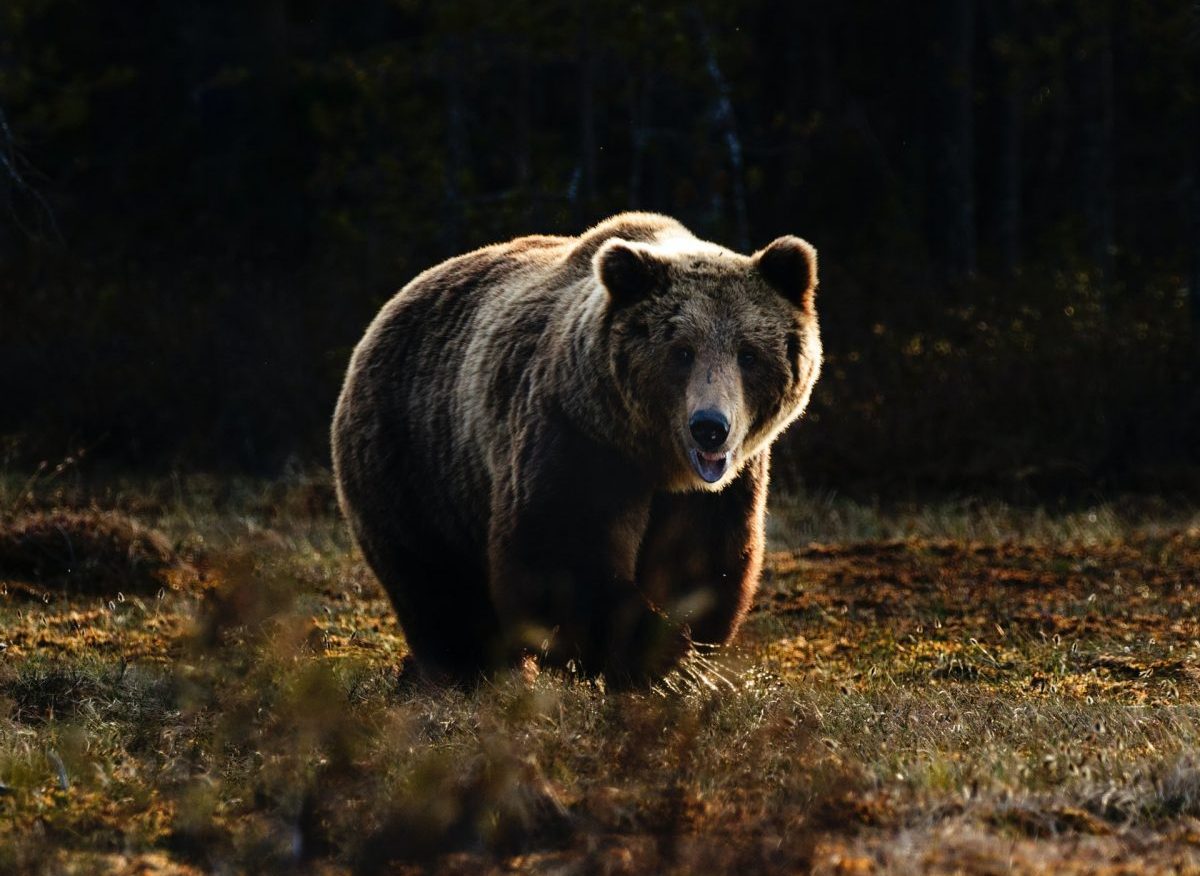 OPREZ Primjećen medvjed na području Sanskog Mosta