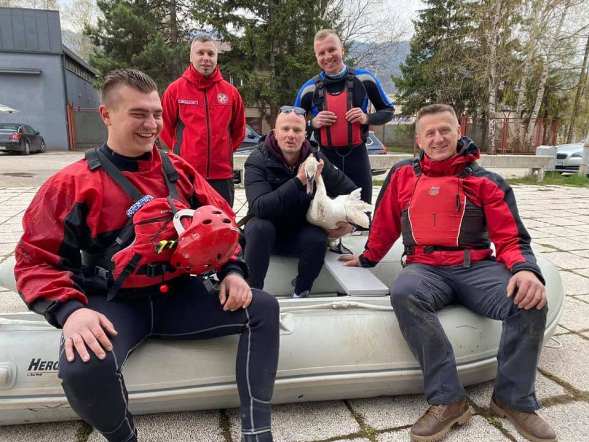 Članovi ISS-a Zenica spasili povrijeđenog labuda iz rijeke Bosne