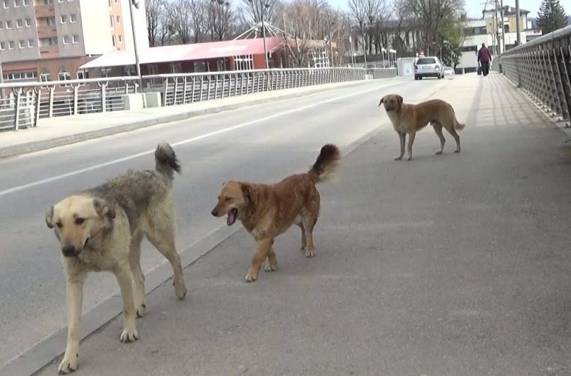 Problem nezbrinutih pasa na području sanske općine