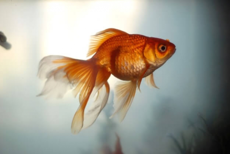 Stručnjaci otkrili: Da li zaista pamćenje zlatnih ribica traje samo tri sekunde