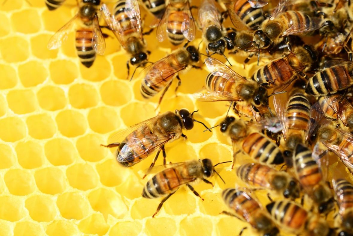 Njemački naučnik smatra da su pčele inteligentne i da posjeduju emocije