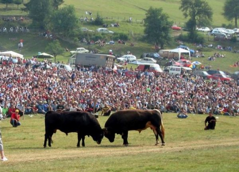 Ljubitelji borbi bikova vratili su se na svoje: Poznata Grmečka korida 22. jula u Sanici