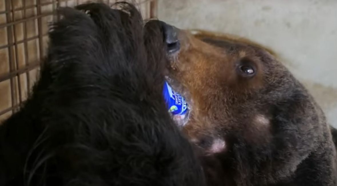 Bosanac već 15 godina brine o medvjedima: “Ne dam ih ni za koju cijenu”