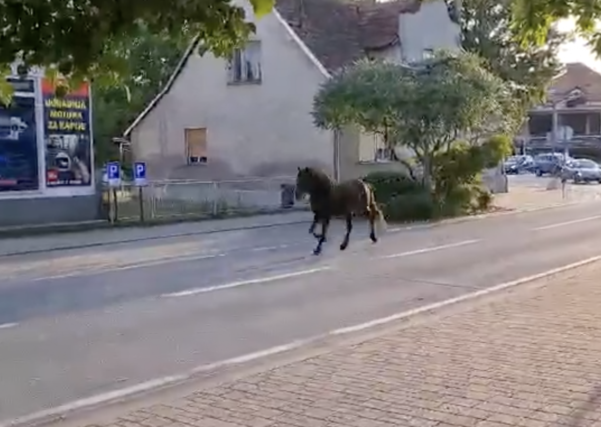 VIDEO Konj prošetao Prijedorskom ulicom