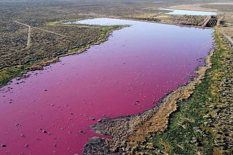 Argentinska laguna zbog zagađenja postala roze boje