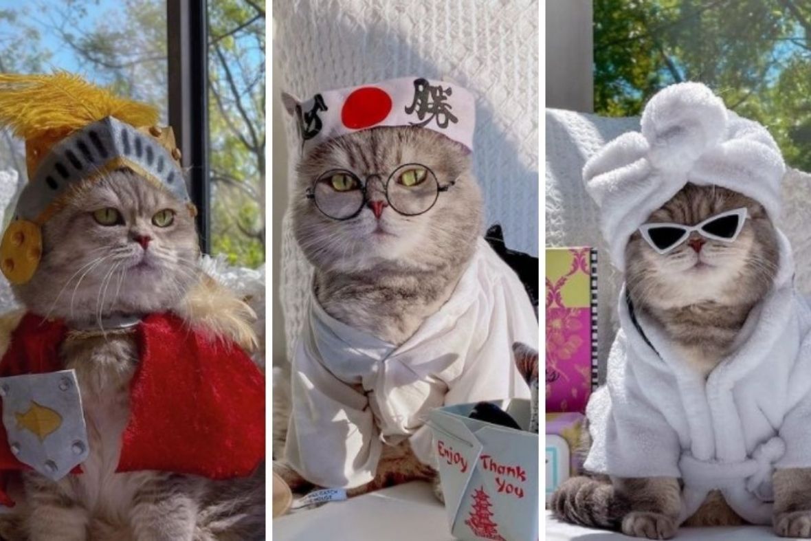 Nekada uličar, danas razmažena zvijezda Instagrama! Upoznajte mačka Bensona