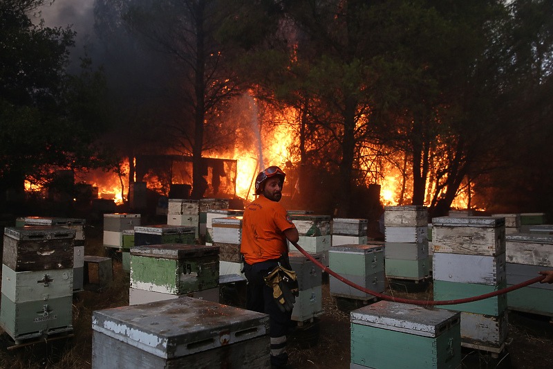 Više od 500 vatrogasaca gasi velike šumske požare kod Atine
