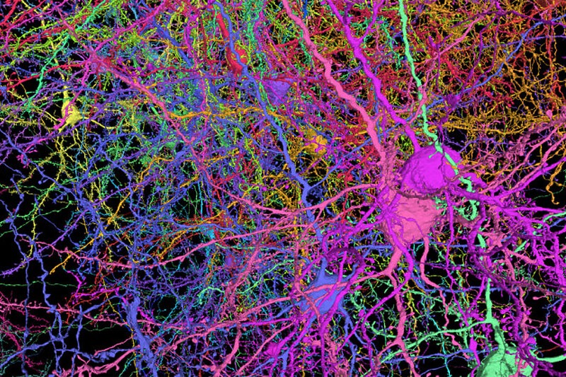 Naučnici mapirali 500 miliona veza u malom dijelu mišijeg mozga