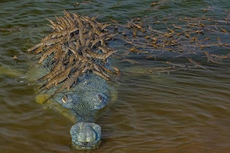 Krokodil ugrožene vrste na leđima nosio više od 100 mladih