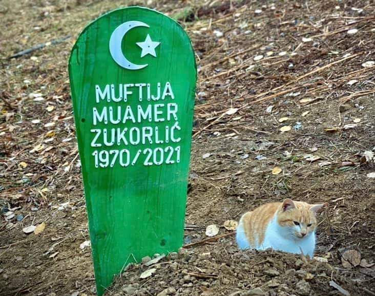 Dirljiva scena: Mačak rahmetli mufitje Zukorlića ne ide od njegovog mezara ni po najvećoj kiši
