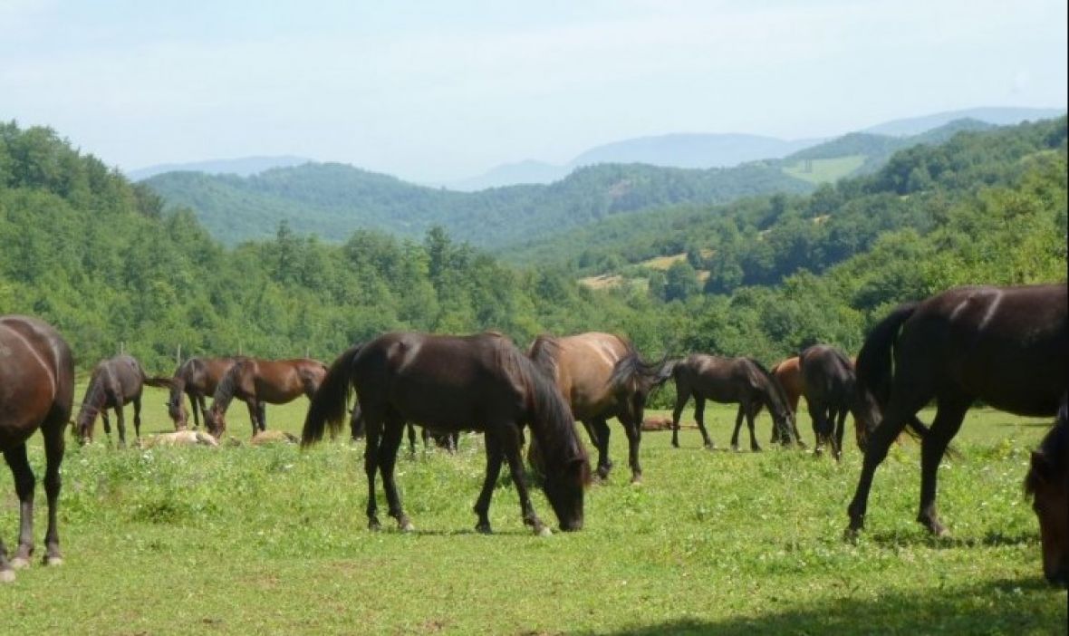 Slovenija je bosanskog brdskog konja registrovala kao svoju autohotnu pasminu