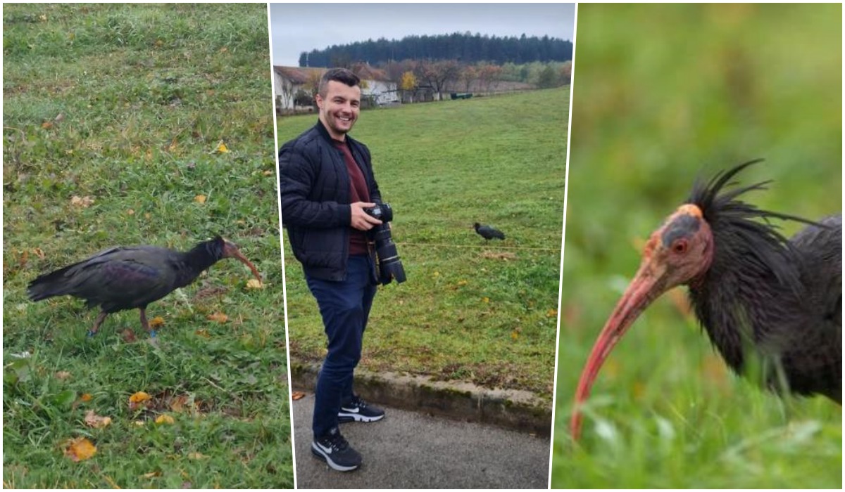 Bužimljanin Džanan Kišmetović locirao ćelavog ibisa, a onda napravio predivne fotografije