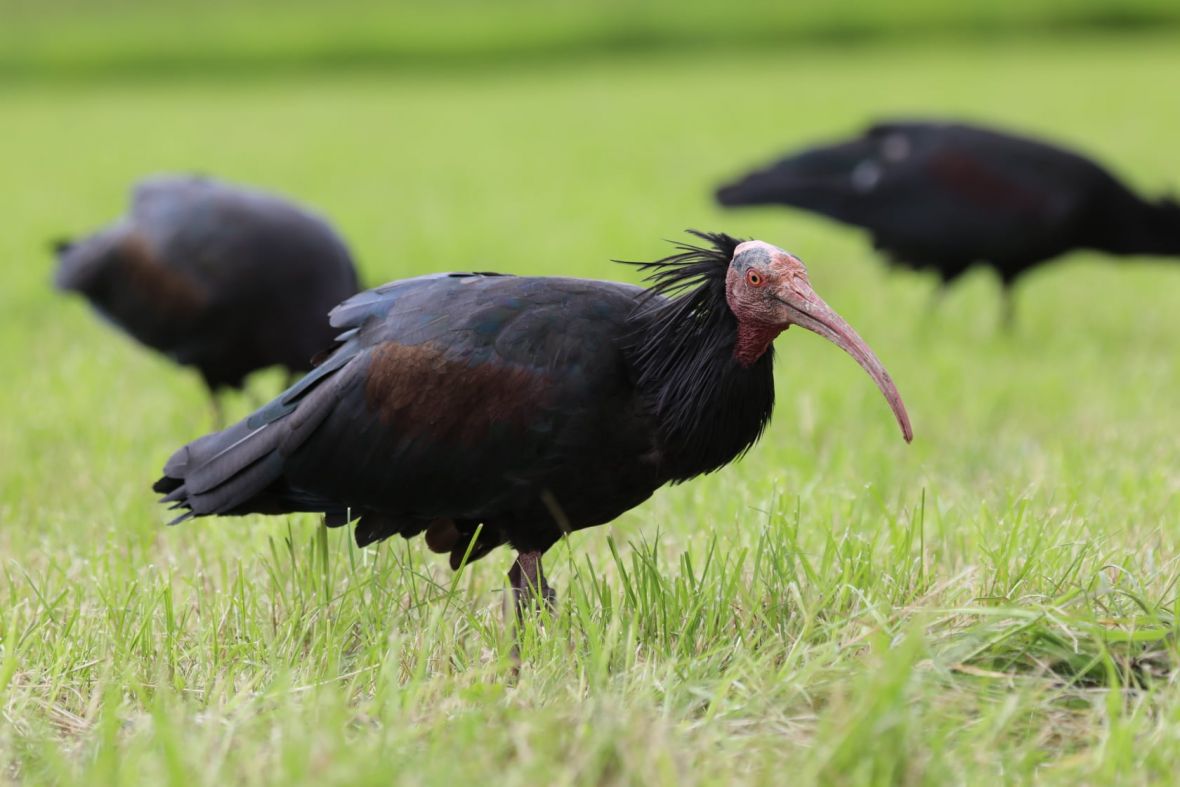 U Cazin sletjela jedna od najrijeđih ptica, ima ih još samo 300 na svijetu