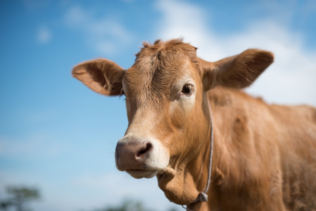 Farmer policiji tužio krave jer ne daju mlijeko