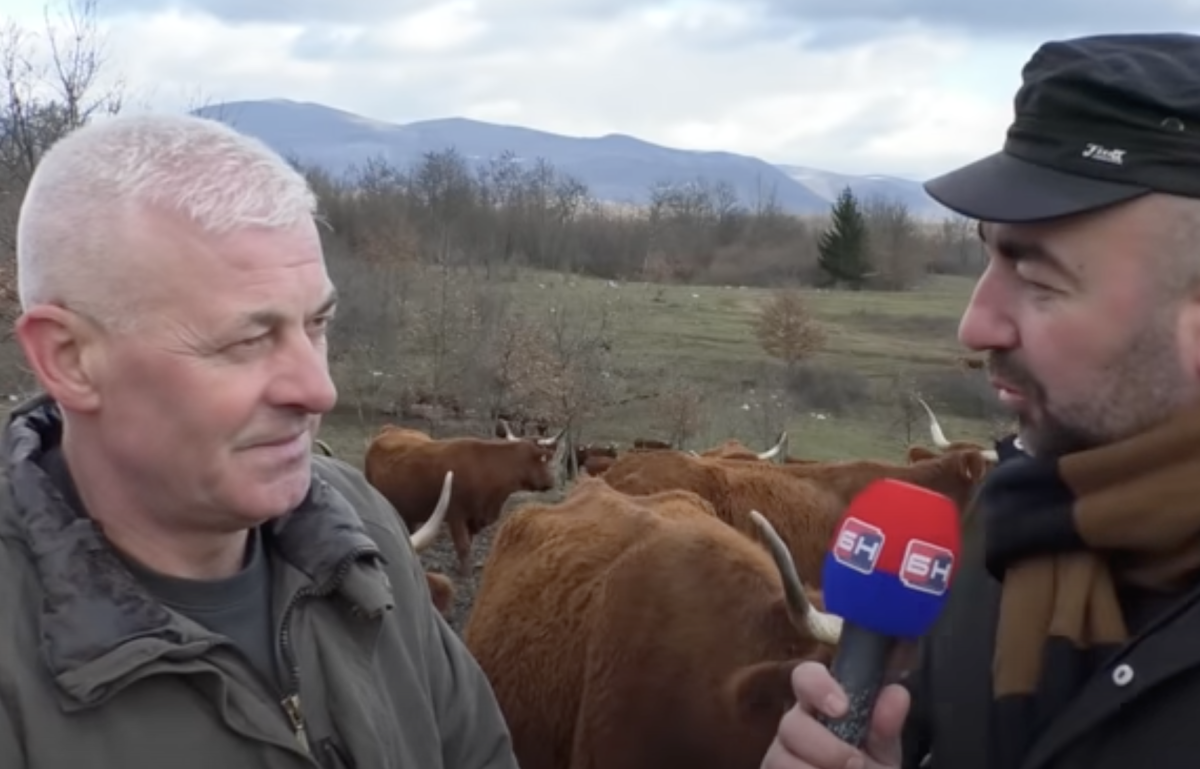Farma krava Salers u selu Hripavci nadomak Ključa