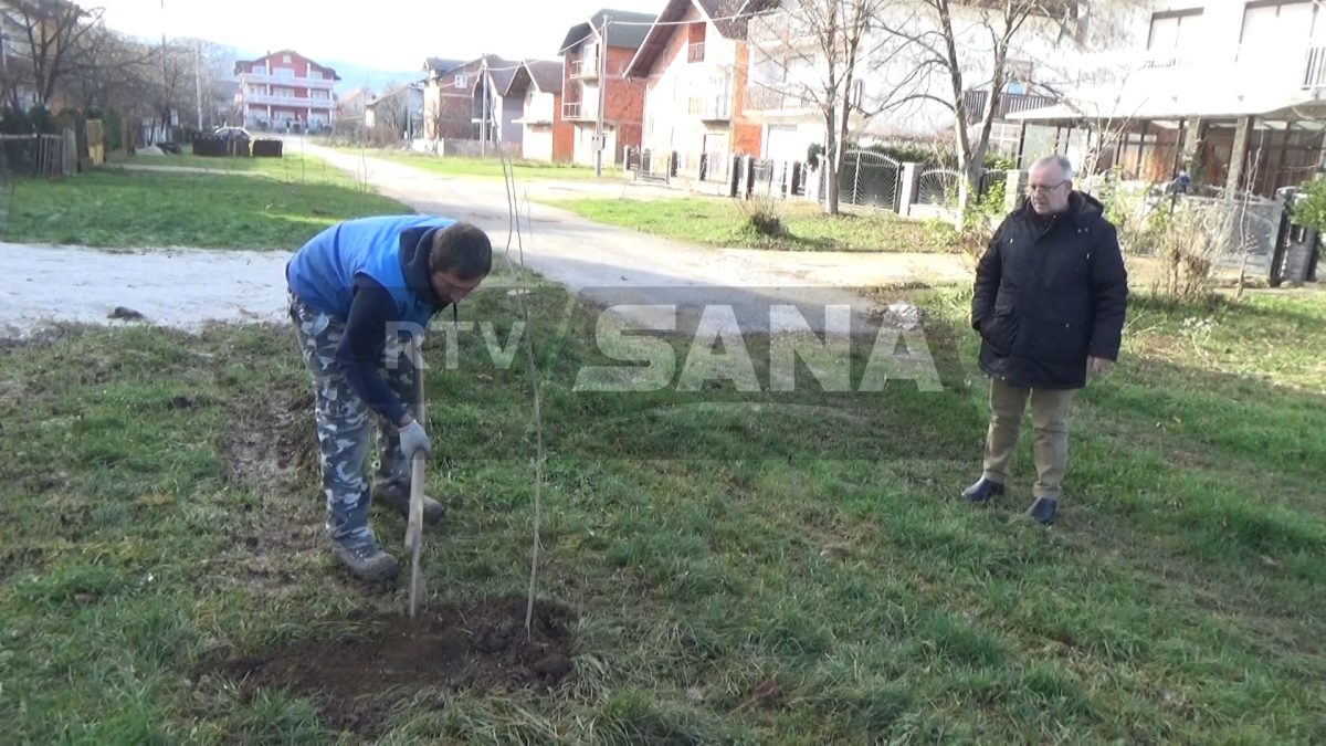 Posađene nova sednice drveća u Jezernicama