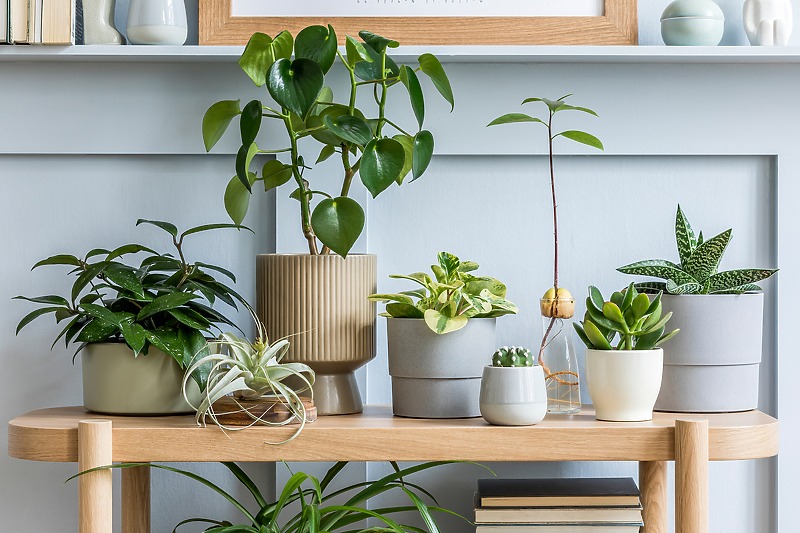 Ovih šest biljaka će poboljšati kvalitet zraka u vašem domu