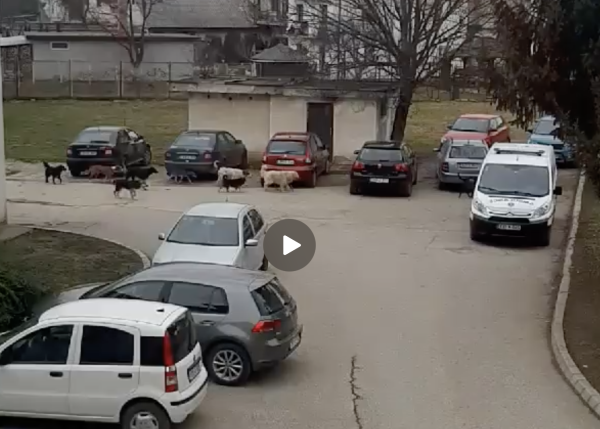 Čopar pasa lutalica u dvorištu Doma zdravlja VIDEO